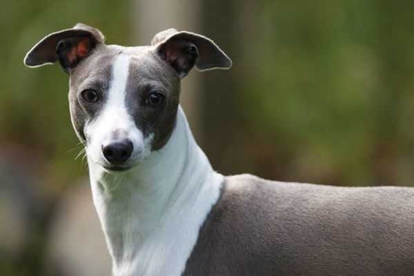 Mesmerizing Photographs of the Italian Greyhound: A Gorgeous Breed to Appreciate