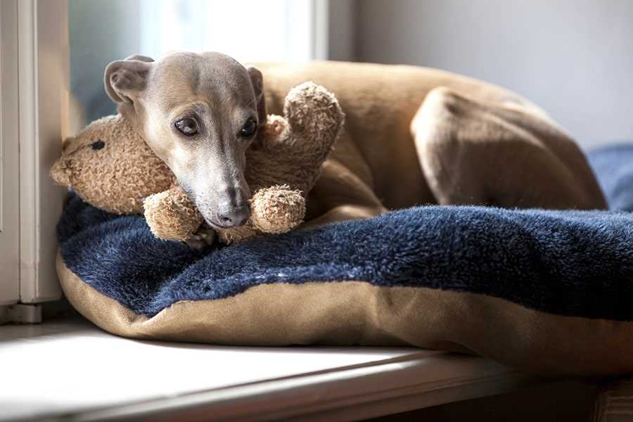 Captivating Images of the Italian Greyhound: A Beautiful Breed to Admire