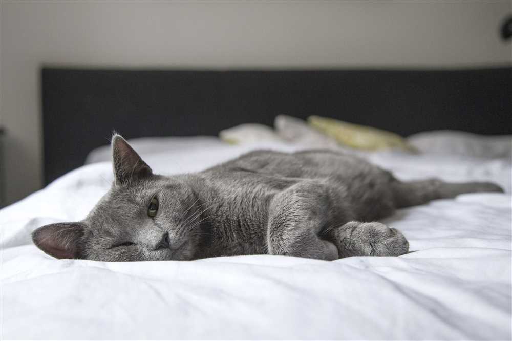 Captivating Korat Cats: Discover the Rare and Elegant Breed