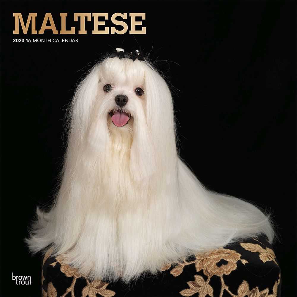History of the Maltese Dog Breed