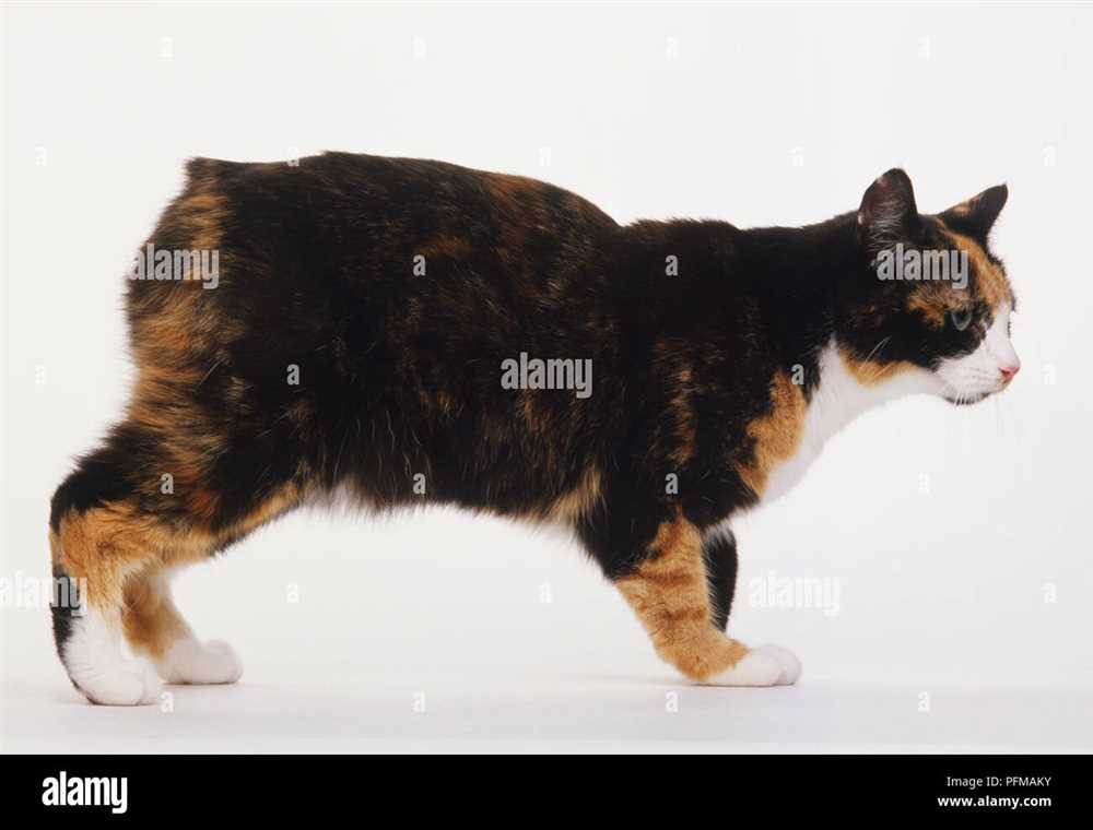 Captivating Manx Cat Breed Pictures: Adorable Representations of this Unique Feline