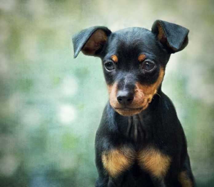 Captivating Miniature Pinscher dog breed photos that showcase their unique personality