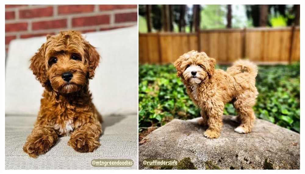 Captivating Miniature Poodle: Get a Glimpse of this Charming Canine through Stunning Pictures