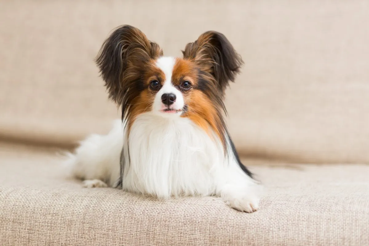 Captivating Papillon Dog Breed Photography: Discover the Beautiful World