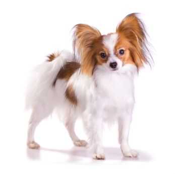 Captivating Papillon Dog Breed Photography: Discover the Beautiful World of these Butterfly Dogs