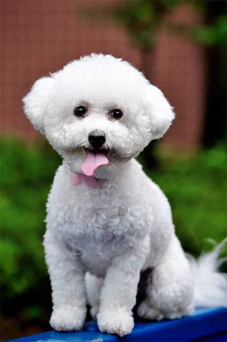 Captivating Pictures of Bichon Frise, the Charming Dog Breed