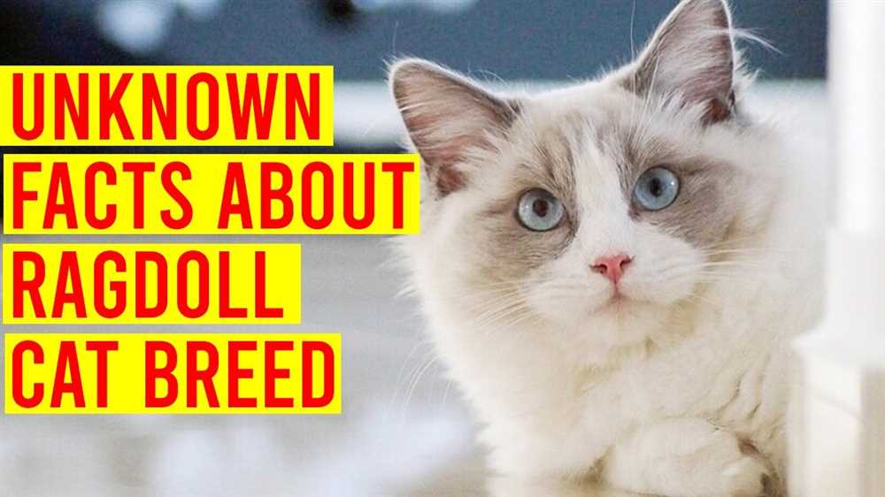 Captivating Ragdoll Cats: Stunning Photos and Breed Facts