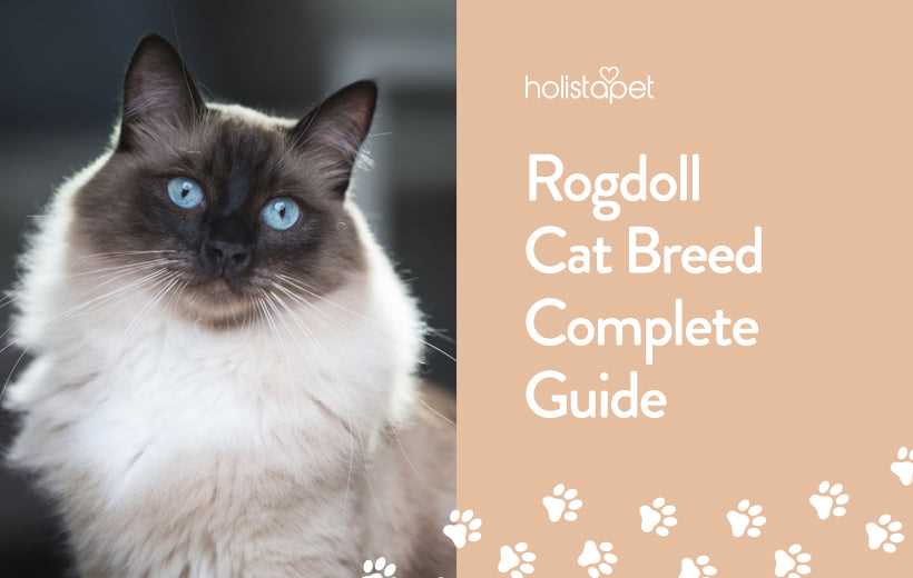 Captivating Ragdoll Cats: Stunning Photos and Breed Facts