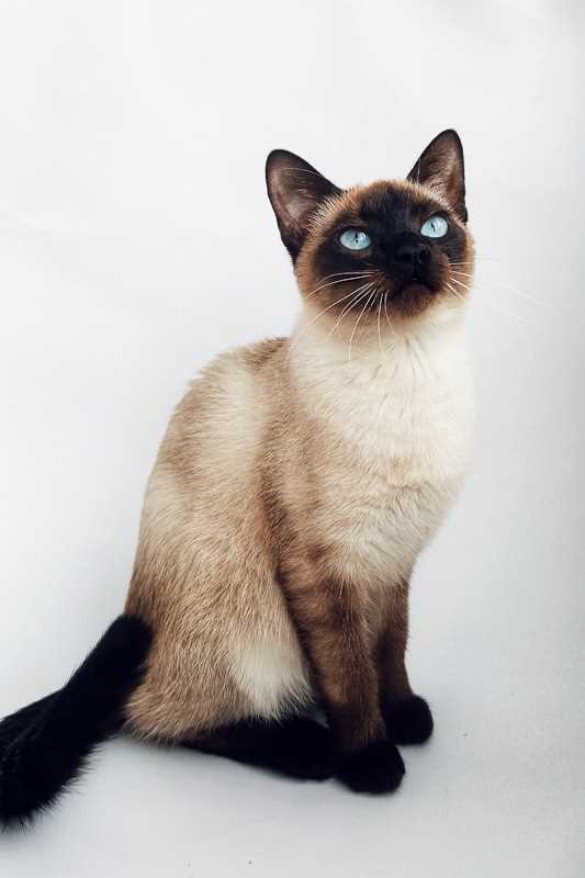 Captivating Siamese Cats: Photos that Showcase their Elegance