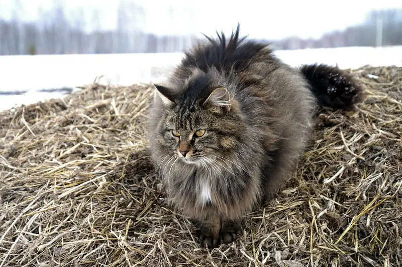 Captivating Siberian Cat Breed Pictures