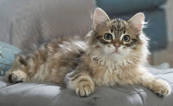 Captivating Siberian Cat Breed Pictures That Will Melt Your Heart