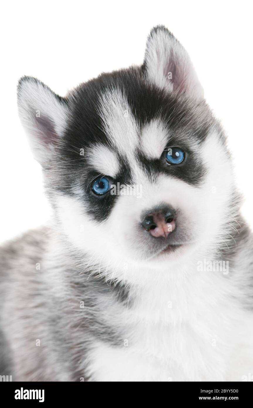 Captivating Siberian Husky dog breed pictures that showcase their striking blue eyes