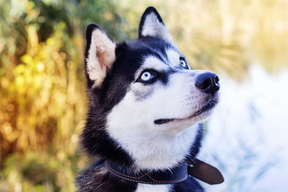 Alluring photographs of Siberian Huskies with striking blue eyes.