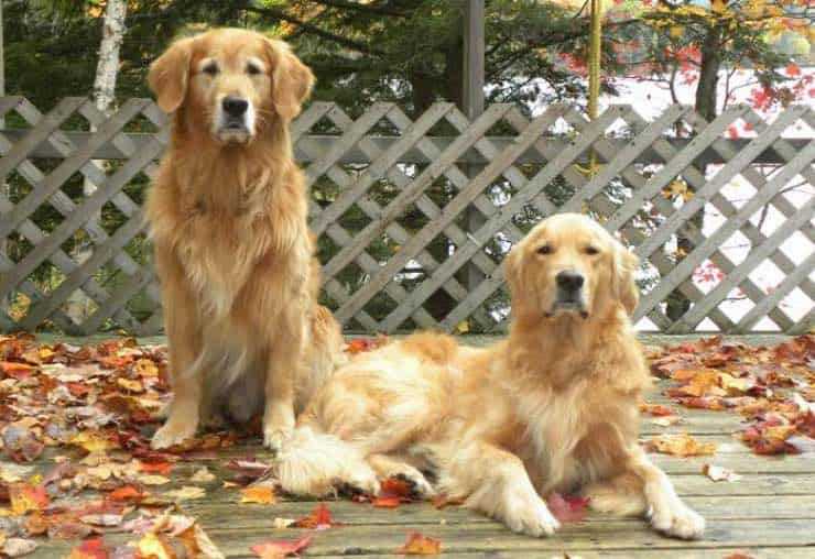 Stunning Pictures of Golden Retriever Dogs