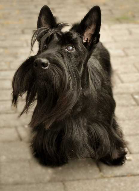 The Allure of Scottish Terriers in Images