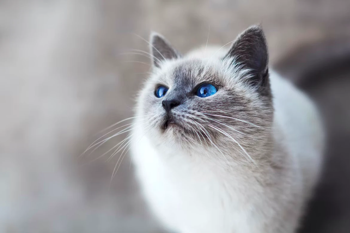Showcase the grace: An assortment of stunning images of Balinese cat breed