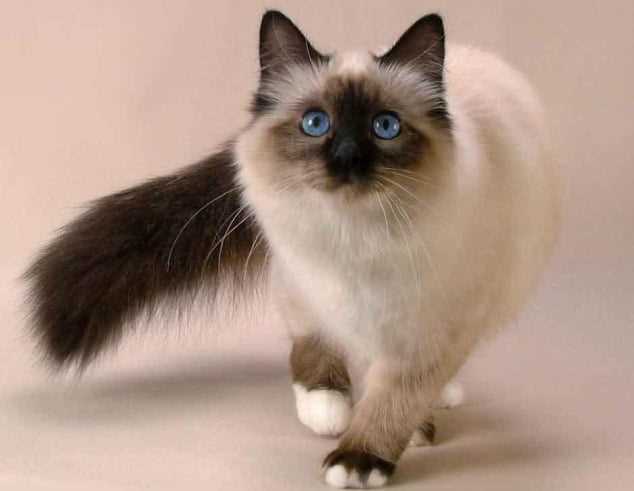 Capture the elegance: A collection of breathtaking pictures of Balinese cat breed
