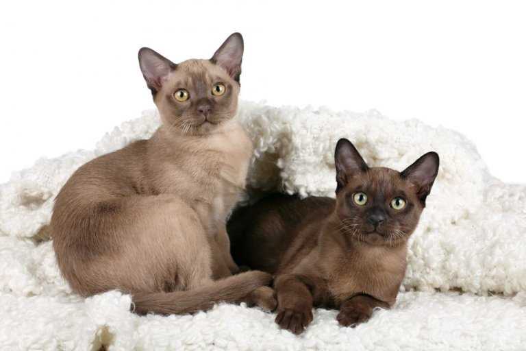 Capture the Elegance and Charm of Burmese Cat Breed: A Picture Story