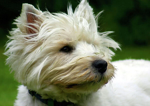 Capture the mischievous and endearing character of the West Highland White Terrier in captivating images