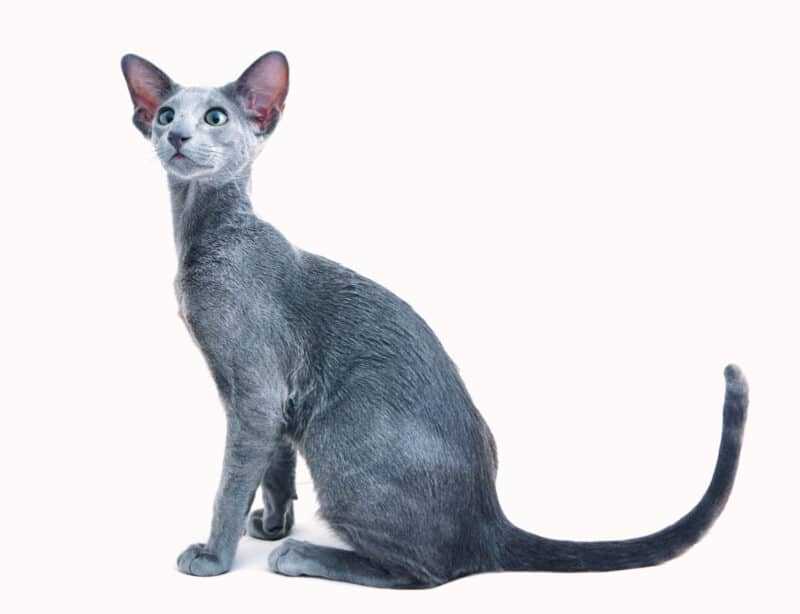 Capturing Elegance: Gorgeous Pictures of Oriental Cat Breeds