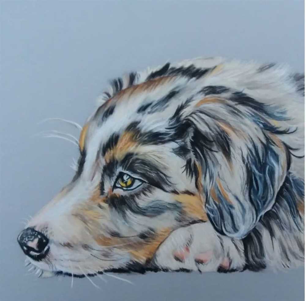 Capturing the beauty and intelligence of the Australian Shepherd dog breed: a photo gallery