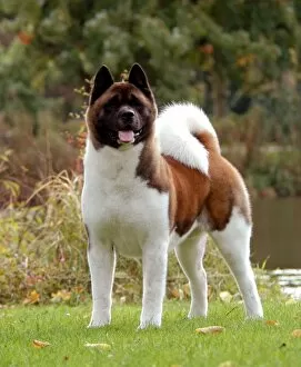 An Exquisite Display of Akita Breed: