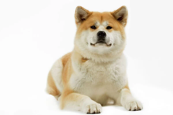 Capturing the Beauty of the Akita Dog Breed: A Stunning Picture Gallery