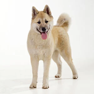 Akita Dog Pictures That Showcase Their Majestic Appearance