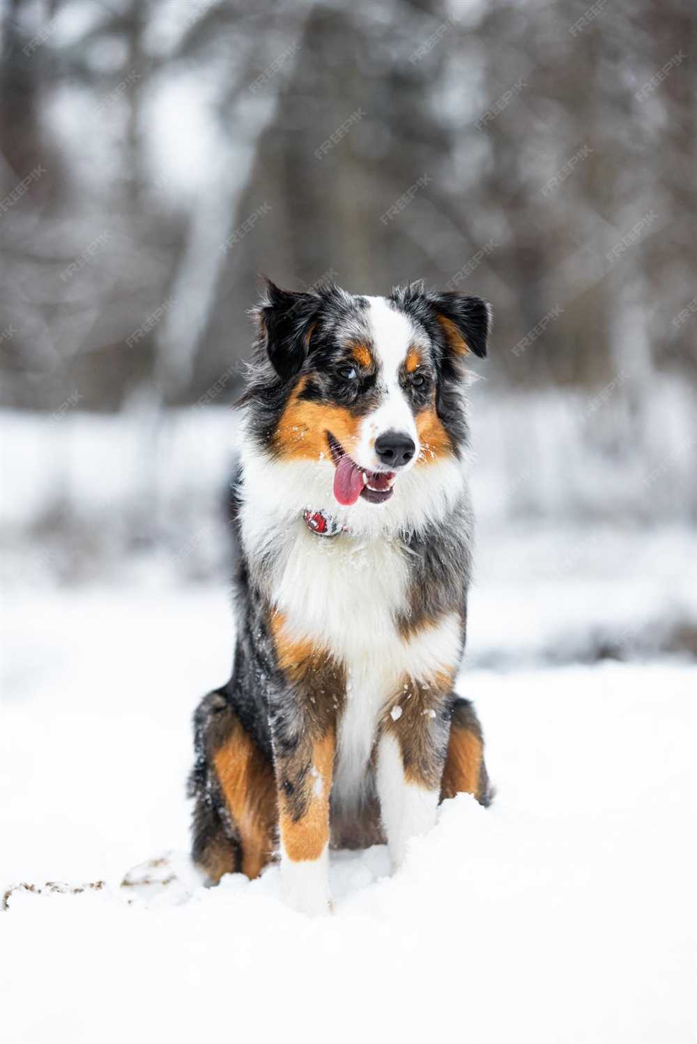 Presenting the Splendor of the Bernese Mountain Dog: A Breathtaking Breed Photograph