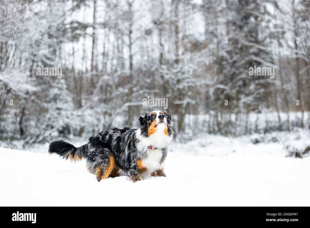 Presenting the Bernese Mountain Dog's Majesty