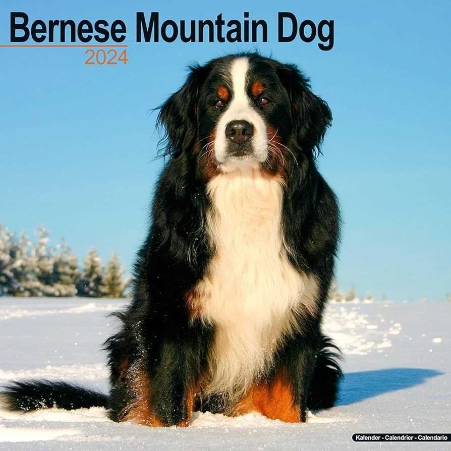 Exemplifying the Beauty of the Bernese Mountain Dog