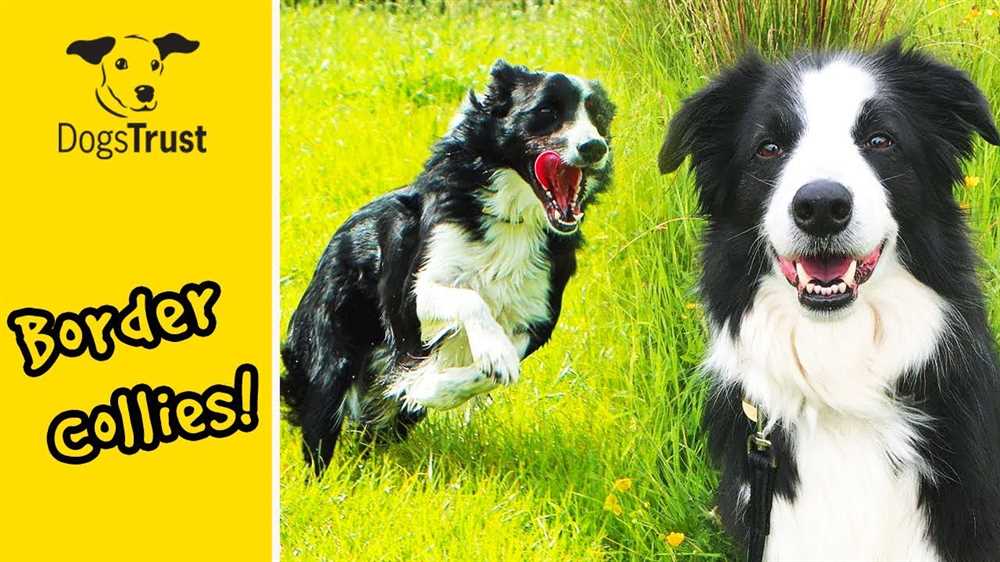Showcasing the Beauty of the Border Collie