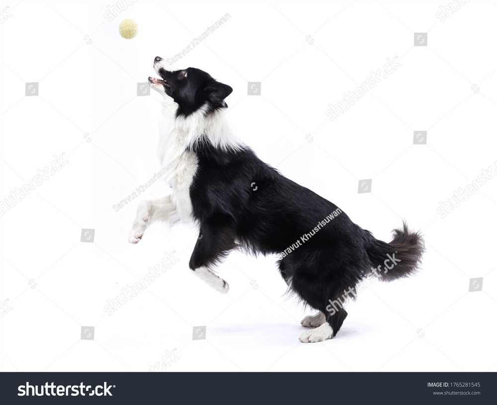 Documenting the Splendor of the Border Collie Canine Breed: A Series of Photographs