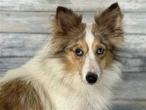 Capturing the Beauty of the Shetland Sheepdog: Stunning Pictures of this Adorable Breed