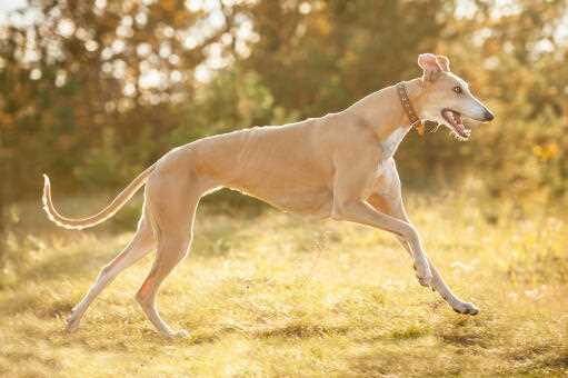 Capturing the Beauty: Stunning Pictures of Greyhound Dog Breed 