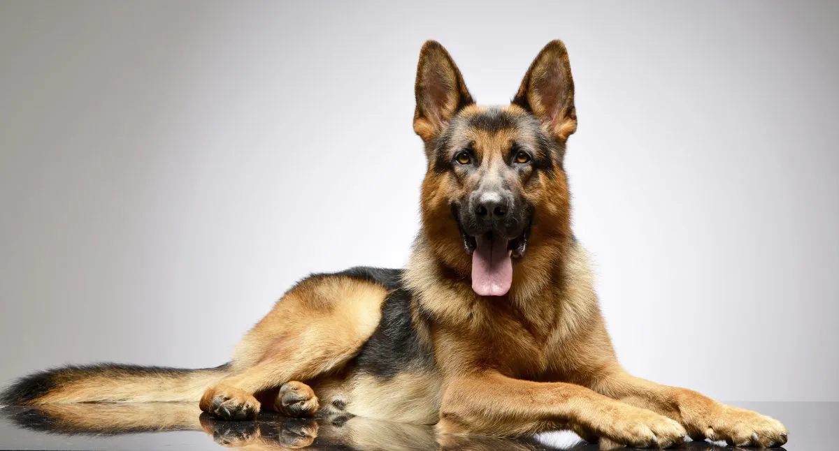 Capturing the beauty: The stunning German Shepherd dog breed in pictures