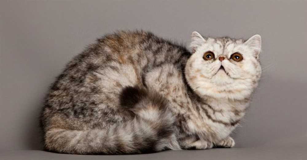 Capturing the Charm of the Exotic Shorthair: Stunning Breed Pictures that Will Melt Your Heart