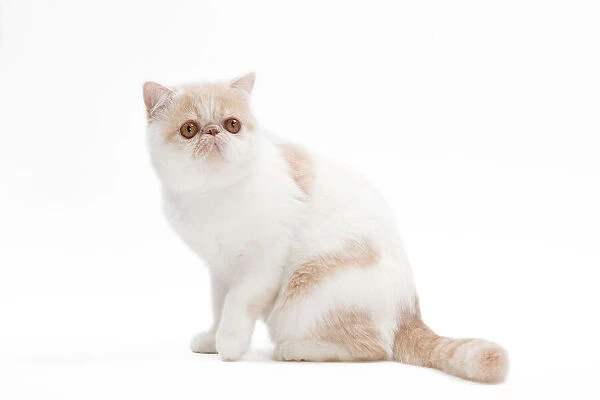 Capturing the Charm of the Exotic Shorthair