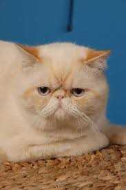 The Exotic Shorthair: A Breed Like No Other