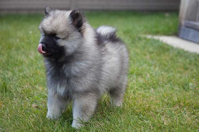 Highlighting the Keeshond's Beautiful Coat: A Visual Delight