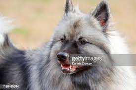 Capturing the Charm of the Keeshond: Stunning Pictures of this Adorable Breed