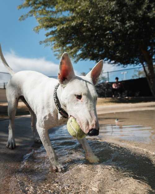 The Allure of Bull Terrier Images