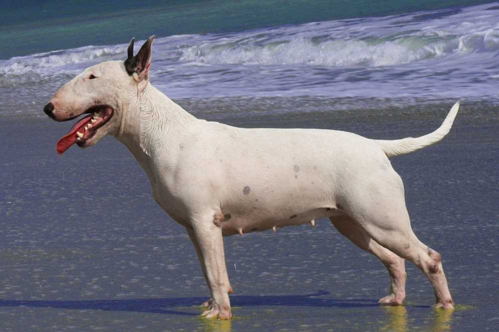 Capturing the Charm: Stunning Bull Terrier Dog Breed Pictures to Melt Your Heart