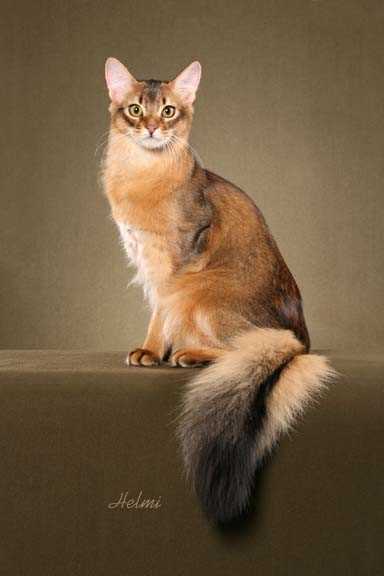 Exploring the Allure and Beauty of Somali Cats through Photography