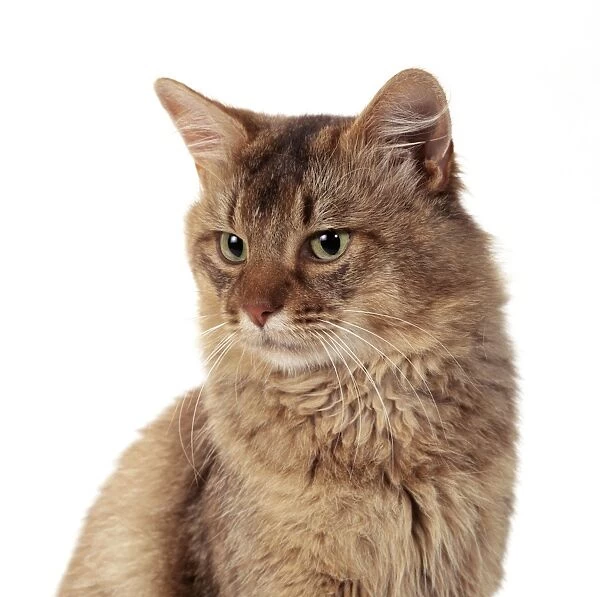 Capturing the Elegance and Grace of Somali Cat Breed in Pictures
