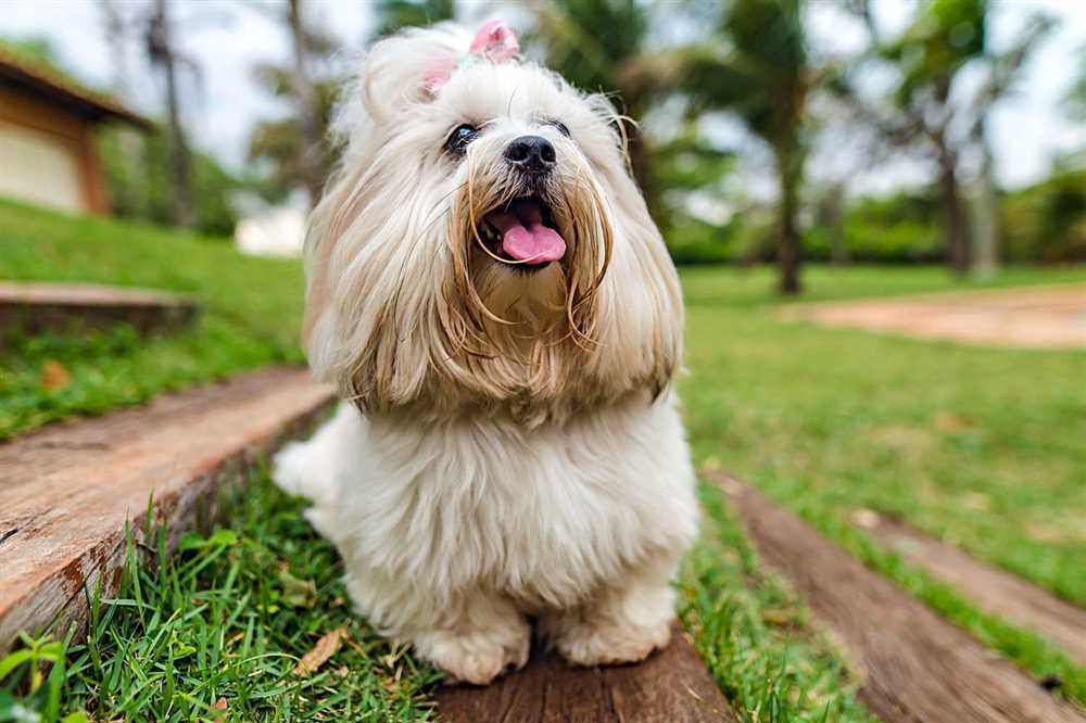 Capturing the Sophistication and Elegance of the Lhasa Apso