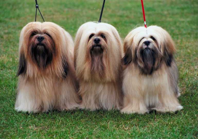 The Beauty of the Lhasa Apso in Photographs