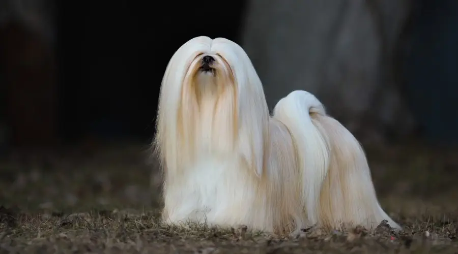 Capturing the Elegance of the Lhasa Apso Dog Breed in Pictures