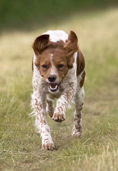 Introducing the Brittany Dog Breed: A Versatile and Intelligent Hunting Companion