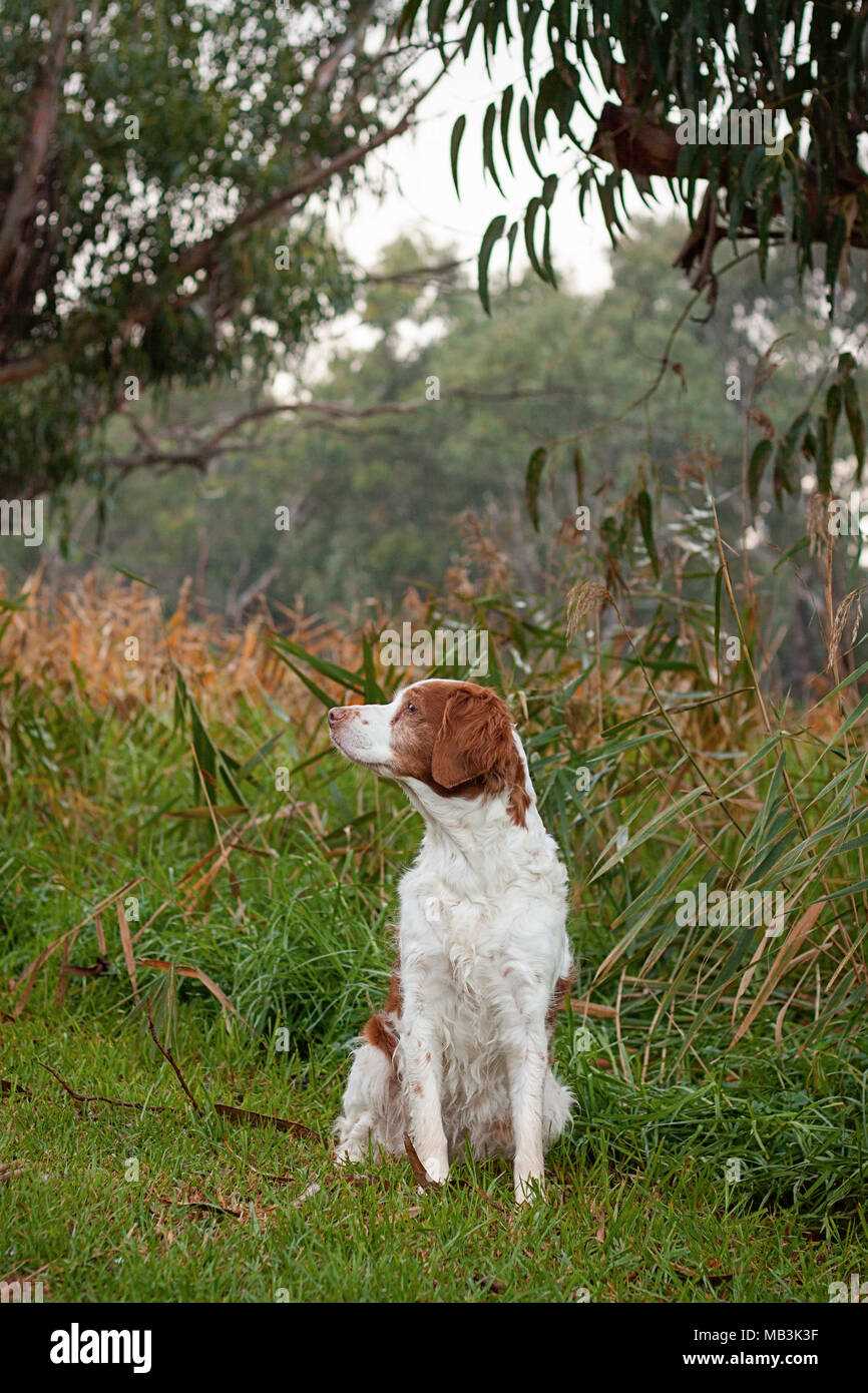 Capturing the essence of the Brittany dog breed in photographs